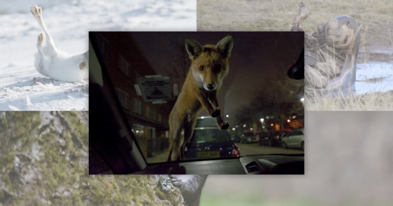 Photo of Gutsy Urban Fox Wins 2020 Mammal Photographer of the Year