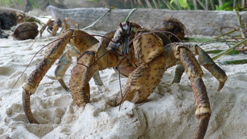 Researcher Says Giant Crabs Keep Stealing and Destroying Her Cameras