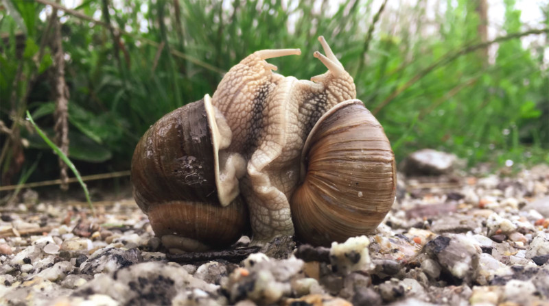  lockdown inspiration photographing loving snails 