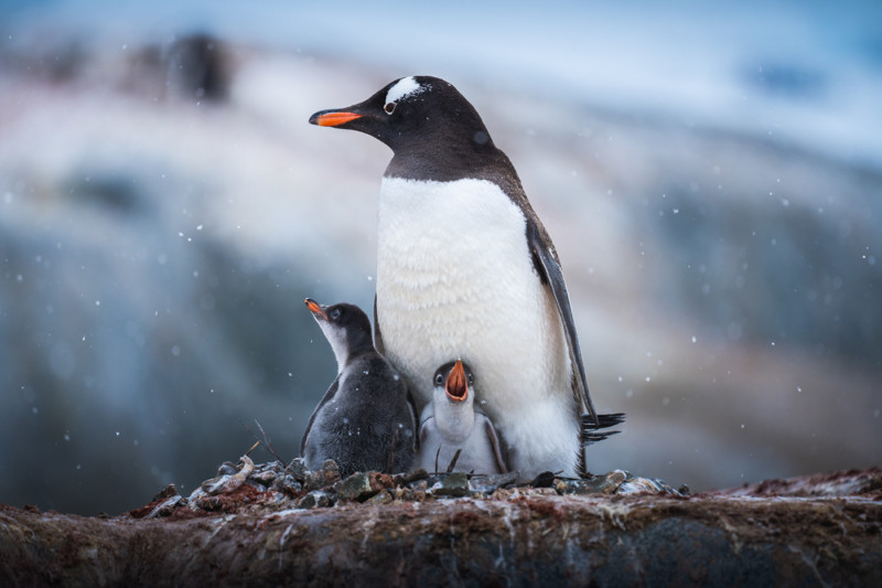 The Cuteness of Antarctic Penguins