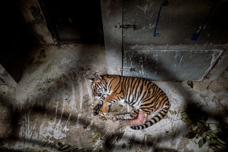  tiger fling wildlife photojournalist perspective hit netflix 