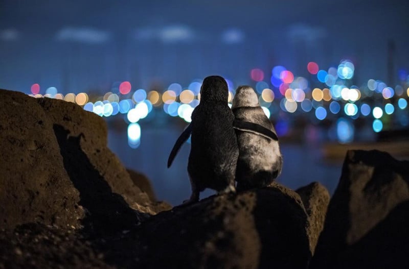 Photographer Spots Penguin Widows Enjoying the Melbourne Skyline