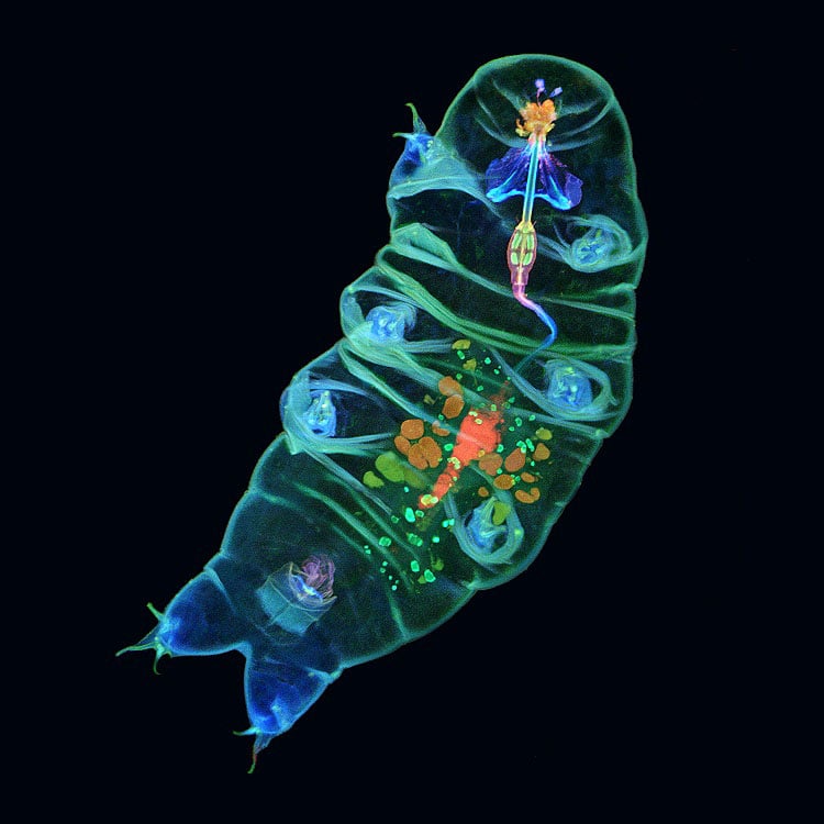 Colorful Water Bear Photo Wins Life Science Imaging Prize