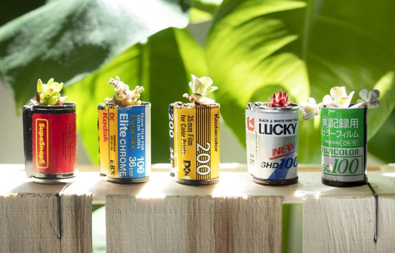 You Can Grow Plants in Used Film Canisters
