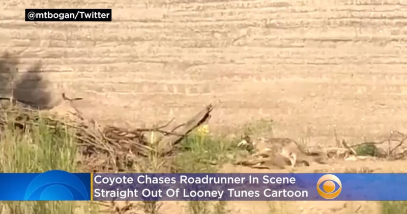  wile coyote chasing road runner caught camera real 