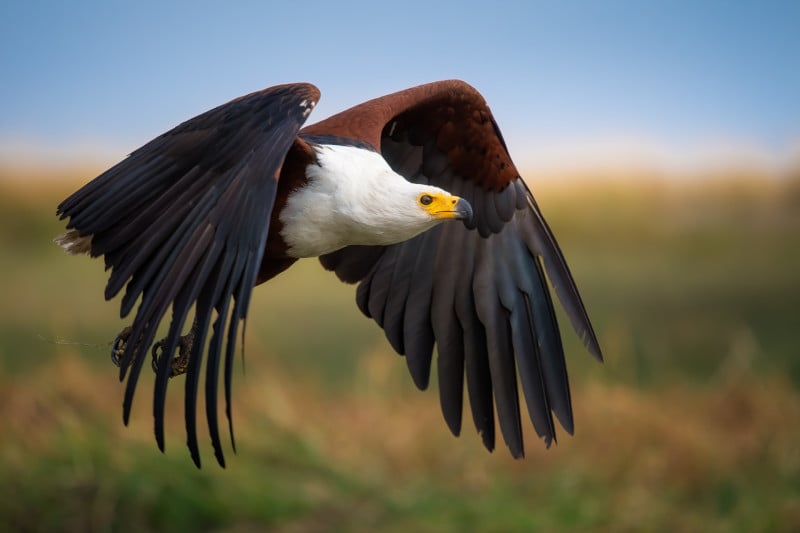 This Free ‘Bird In Flight’ Photography Crash Course Covers Everything You Need to Know