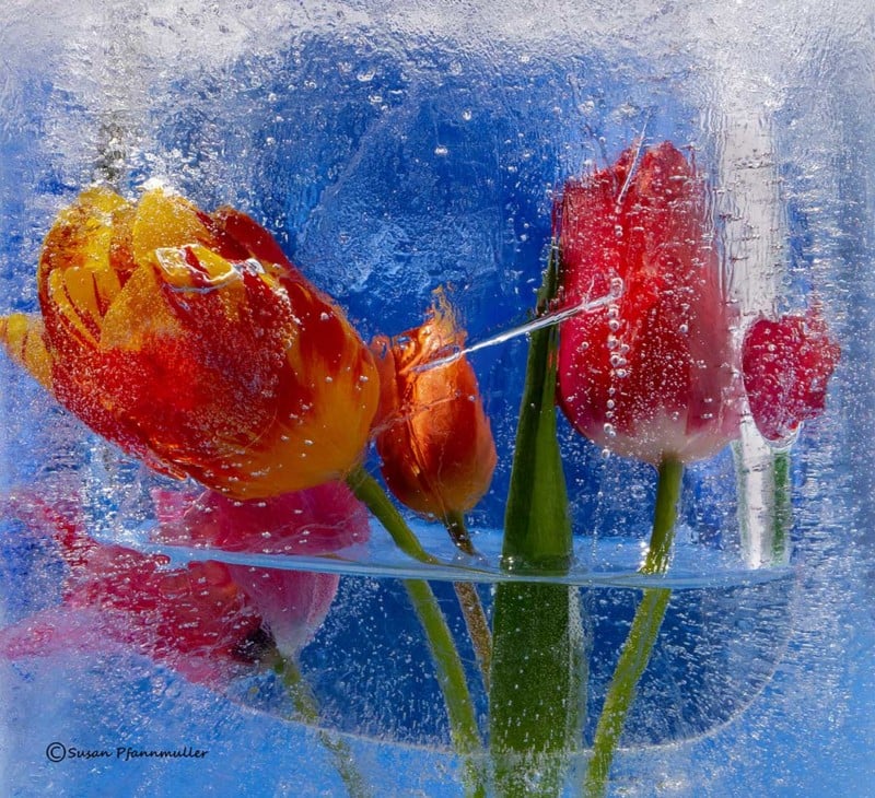Photos of Flowers from a Freezer