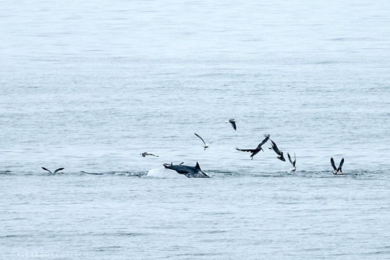 Calculating the Distance of Wildlife in a Telephoto Shot