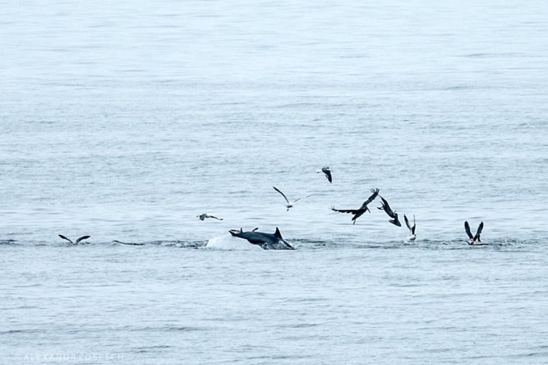 01DolphinsCrop