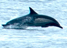 03FullSizeDolphin