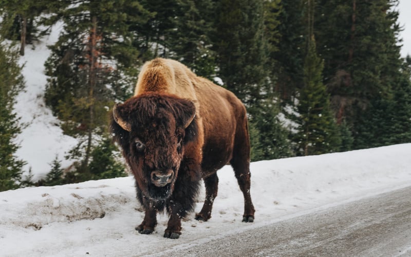 72-Year-Old Woman Gored by Bison in Yellowstone While Taking Pictures