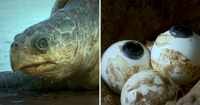 Watch: Robot Spy Turtle Lays Camera Eggs for Vultures to Steal
