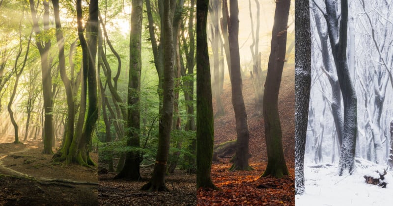 Photos of One Forest in All Seasons