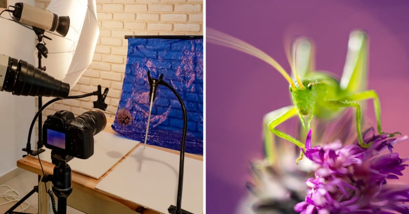 How I Shoot Insect Macro Photography in My Home Studio