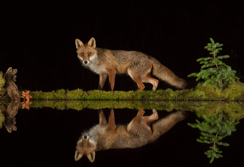 Photographer Digs Pool in Forest for Mirrored Wildlife Photos
