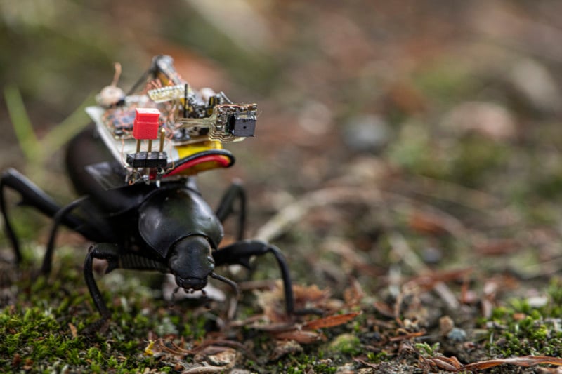 These Researchers Have Created a Tiny Camera Backpack for Beetles