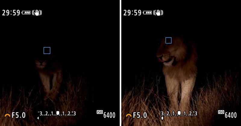 Wildlife Photographer Blown Away by Canon EOS R5s Animal Eye AF