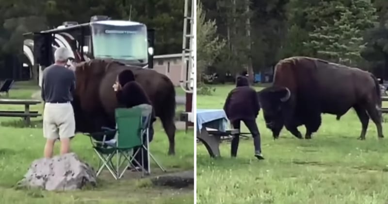 Moments Leading Up to Yellowstone Bison Attack Caught on Camera