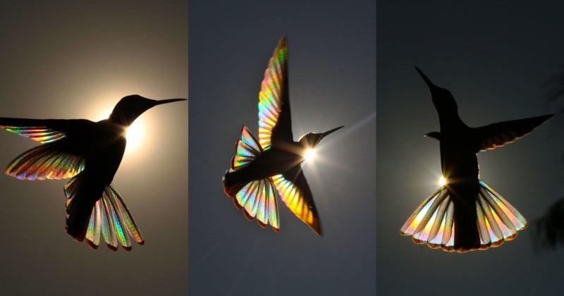  photographer captures rainbows hummingbird wings 