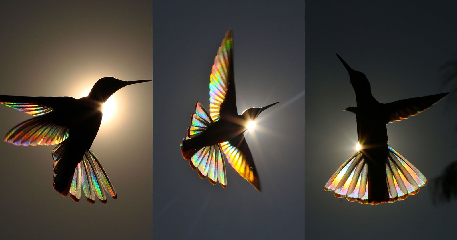  science explains rainbows appear hummingbirds wings 