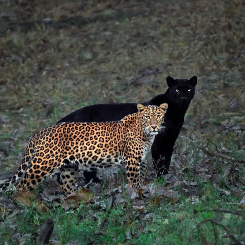 This Photographer Waited 6 Days for a Perfect Panther Shadow Photo