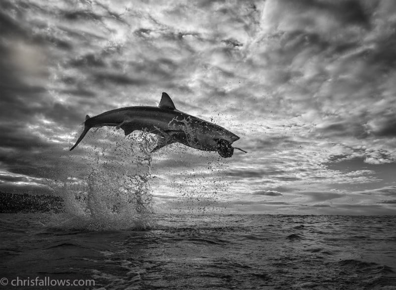  photographer captures stunning shot great white shark 12ft 