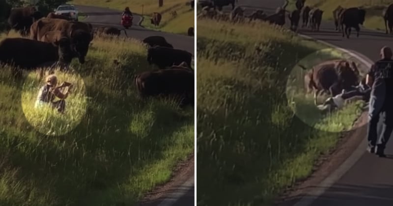 Bison Attacks, Rips Pants Off Woman Who Got Too Close to Take Photos