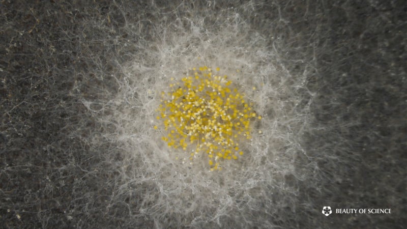 This Stunning Supermacro Timelapse Captures the Hidden Beauty of Mold