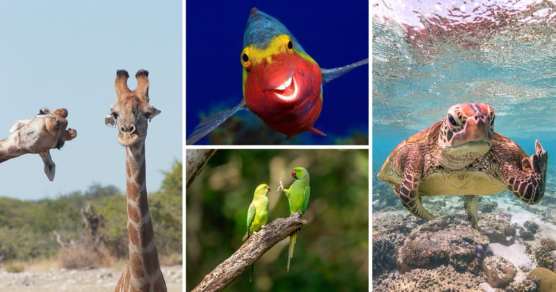 15 of the Funniest Finalists from the 2020 Comedy Wildlife Photo Awards