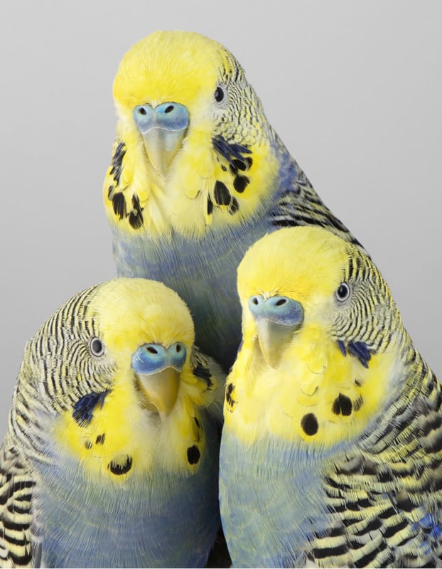 Portraits of Birds Photographed like Humans