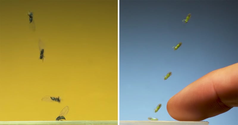 Scientist Captures The Fastest Front Flipping Insect in Super Slow Motion