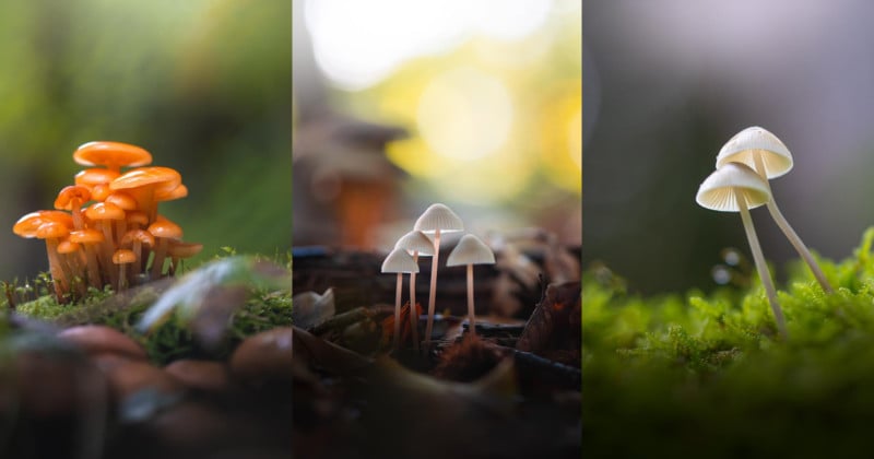  tips photographing little mushrooms forest 