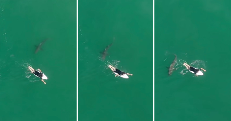 Watch: Safety Drone Warns Pro Surfer as Shark Closes In