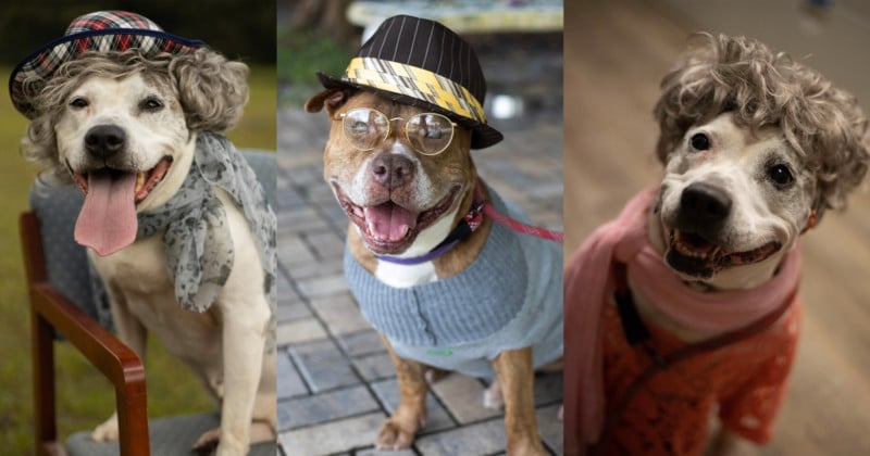  animal shelter photographs older dogs dressed senior citizens 