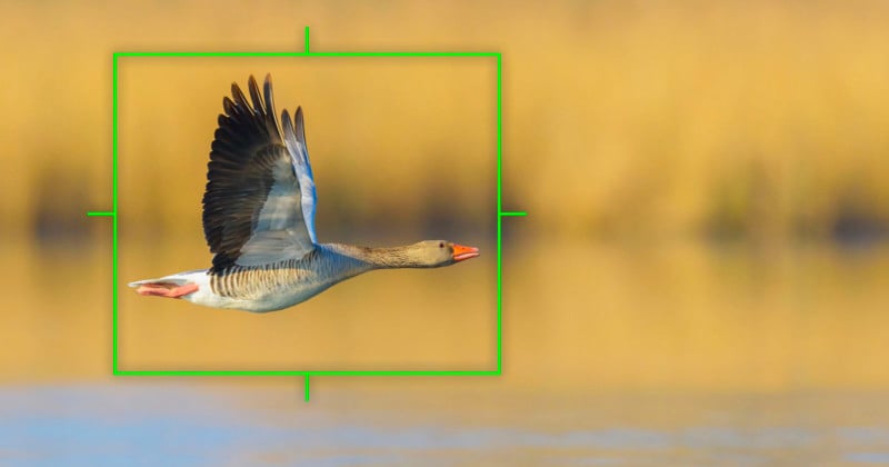 Olympus Adds Bird Detection AF and RAW Video Support to E-M1X