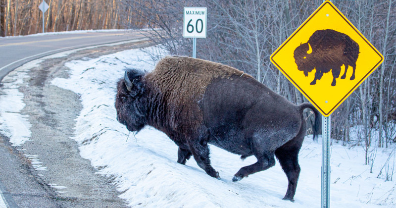  alberta photographer captures bison obediently using crosswalk 