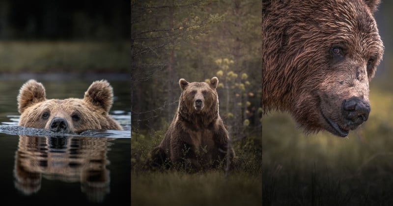  photographing bears finland 