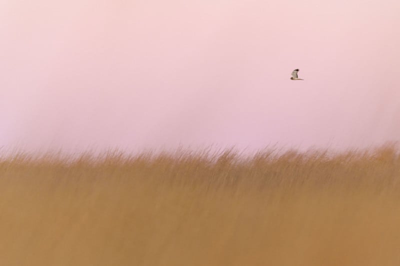 Photographing Northern Harriers Flying Over the Grasslands at Dusk