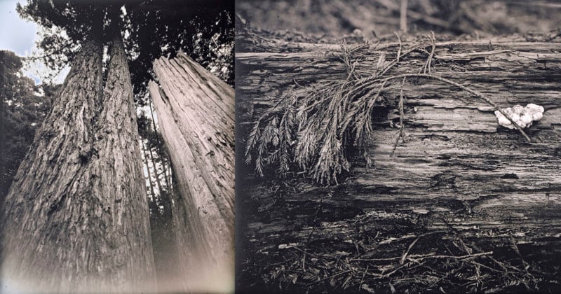 Shooting Daguerreotypes of California Redwoods