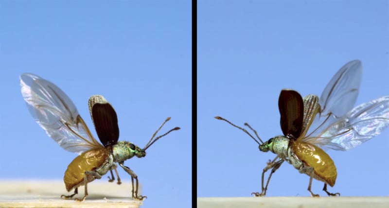 Insects in Flight: Watch 11 Species Take Off In Super Slow Motion