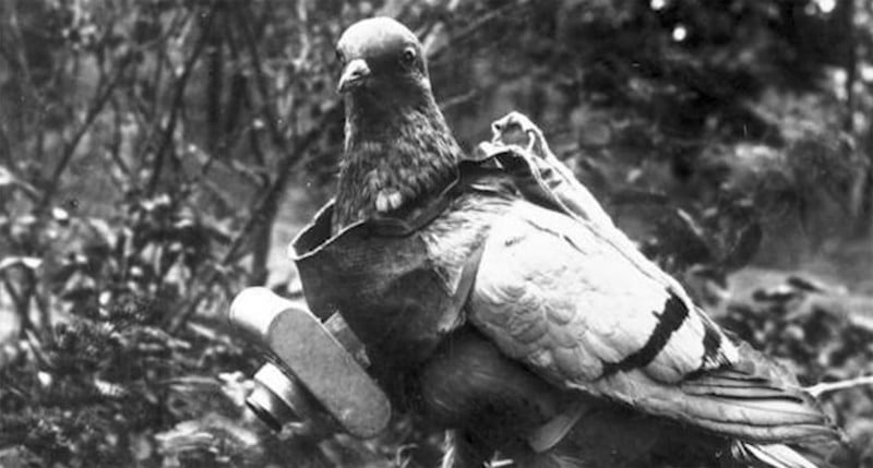 Revealing Cold War Espionage Photo Tech: Spy Pigeons, Concealed Cameras, and More