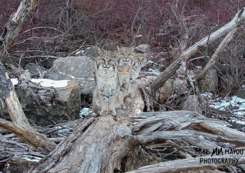  photographer drone captures three bobcats hanging out 