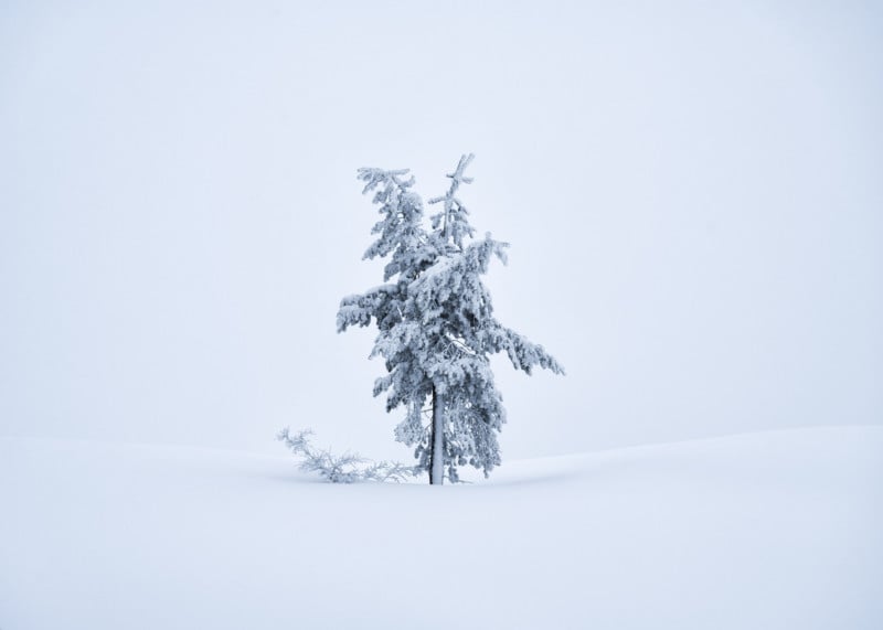  portraits winter photographing trees whiteouts 