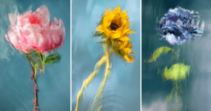  these photos underwater flowers look like paintings 
