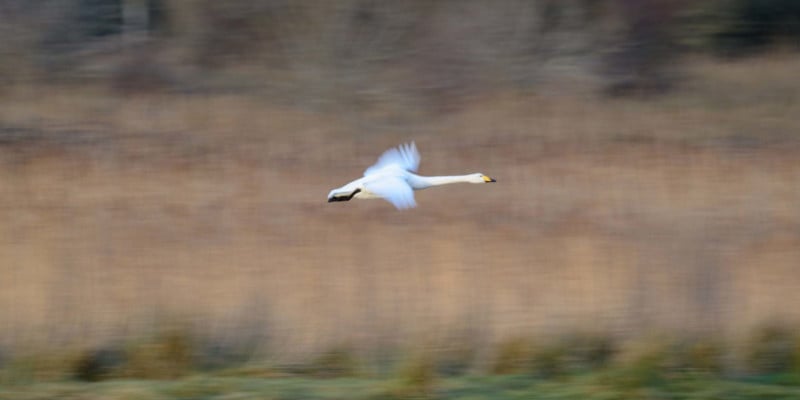  winter wetlands photographing whooper swans 