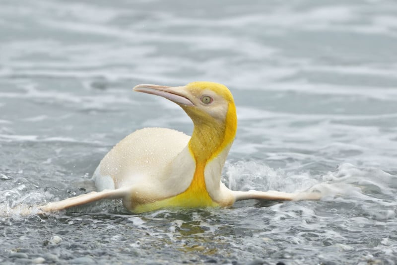  wildlife photographer captures never before seen yellow penguin 