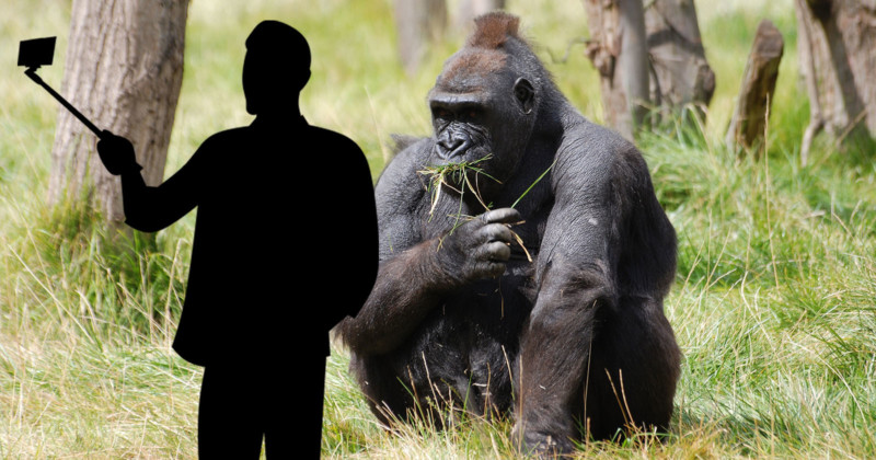  selfie-takers may spreading covid-19 gorillas 