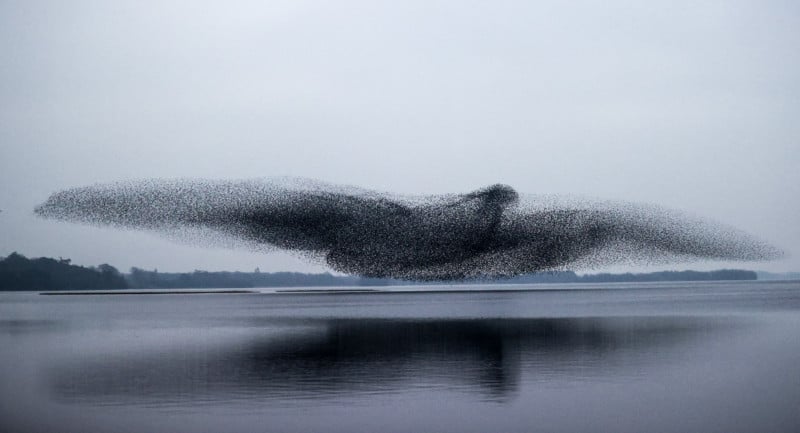  photographer captures stunning bird-shaped starling murmuration 