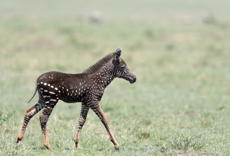 Photos of a Rare Polka-Dotted Baby Zebra Spotted in Kenya