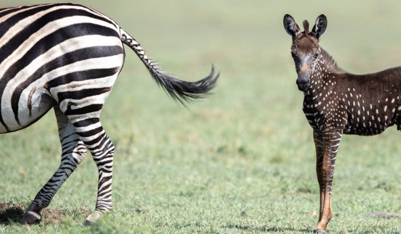 Rare polka-dotted zebra foal photographed in Kenya